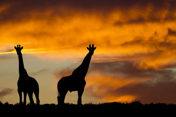 Afrikaanse dieren in het wild silhouet Stockfoto