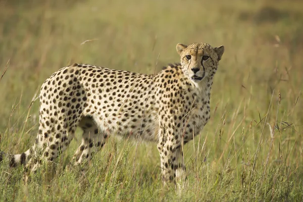 Cheetah scannen plains Stockafbeelding