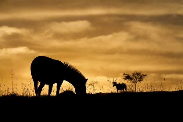 Afrikaanse dieren in het wild silhouet Stockafbeelding