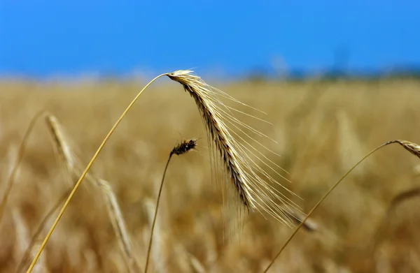 Yazın sonunda tamamen olgunlaşmış buğday tarlaları — Stok fotoğraf