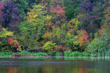 Autumn on lake side, beautiful landscape clipart