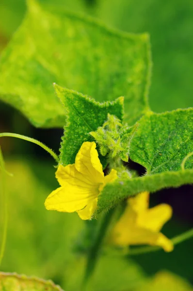 Yellow cucumber flower in a greenhouse — Stock Photo, Image