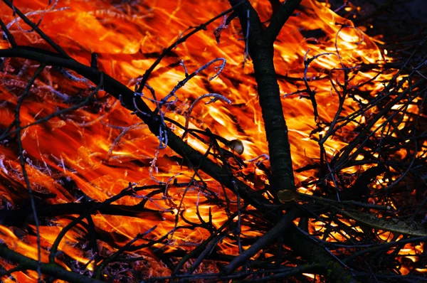 Inferno nella foresta — Foto Stock
