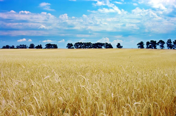 Field of wheat over blue sky — Stock Photo, Image