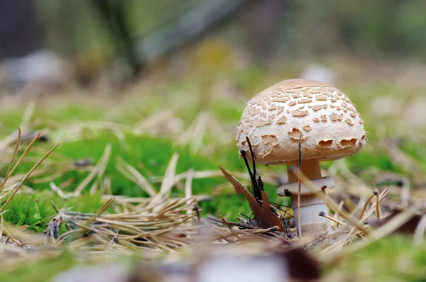 生长在森林中的蘑菇 — 图库照片