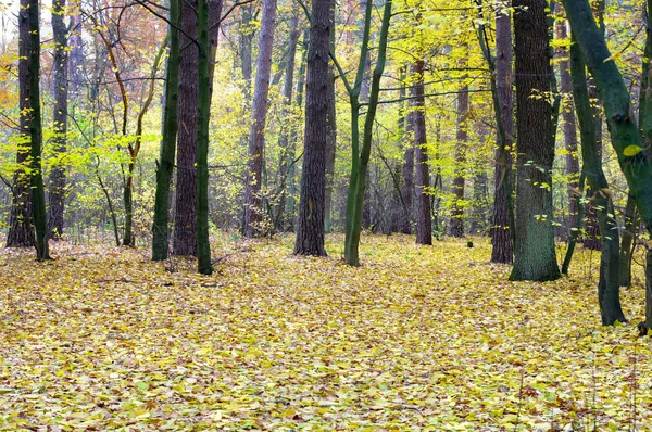 Ormanda güzel altın meyve bahçesi — Stok fotoğraf