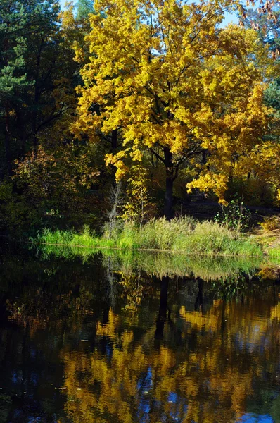 Живописный осенний пейзаж озера и ярких деревьев и кустарников — стоковое фото