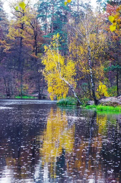 Höstens sjö i gyllene skogen — Stockfoto