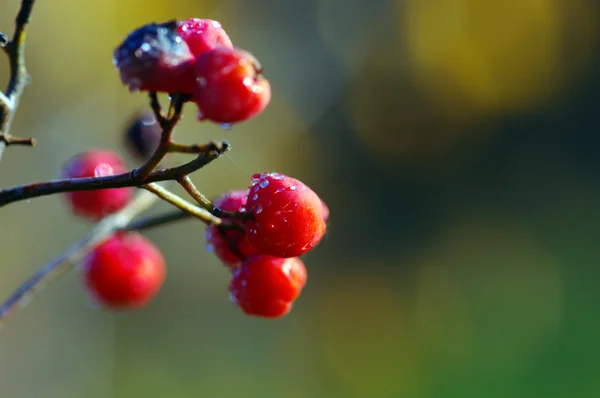 Ett träd som blommar med Rönnbär på hösten, grunt fokus — Stockfoto