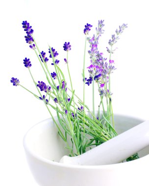Lavender herb leaves in an ceranic mortar with pestle over white clipart