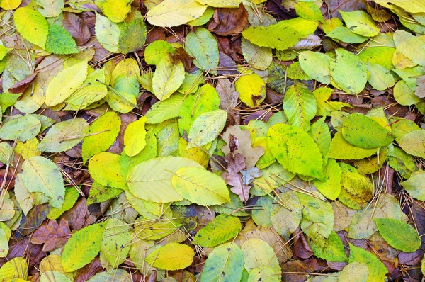 Bunte Herbst Hintergrund — Stockfoto