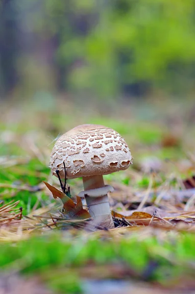 Mushroom growing in the forest — Stock Photo, Image
