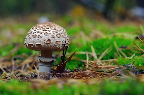 Mushroom growing in the forest — Stock Photo, Image