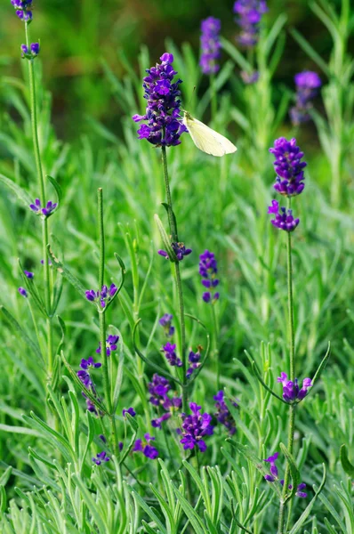 Macro of lavender plant. herbal landscape of aromatic plant. — Stock Photo, Image
