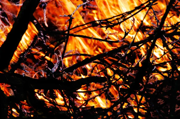 森林里的地狱 — 图库照片