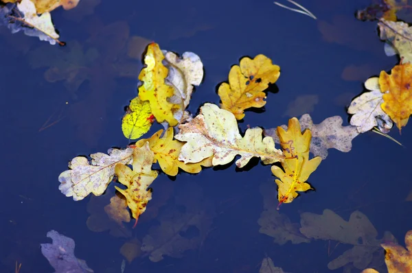 A sötét őszi vízben lebegő színes lombú — Stock Fotó