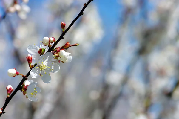 Branche d'arbre avec des fleurs de cerisier sur fond bleu ciel — Photo