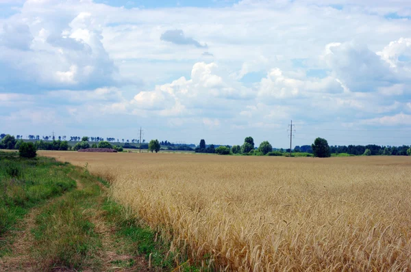 Золотая пшеница на зерновом поле — стоковое фото