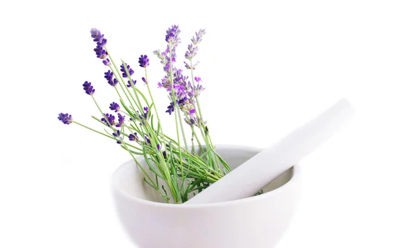 Lavender herb leaves in an ceranic mortar with pestle over white — Stock Photo, Image