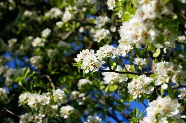 White Pear Blossom — Stock Photo, Image
