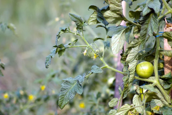 Fresh ripe tomatoes on the plant. Cherry tomatoes — Stock Photo, Image