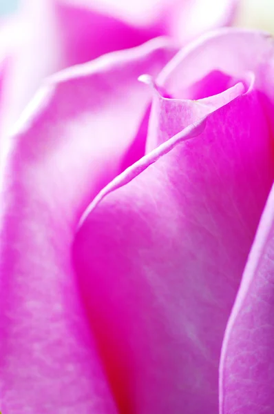 Nahaufnahme einer rosa Rose — Stockfoto