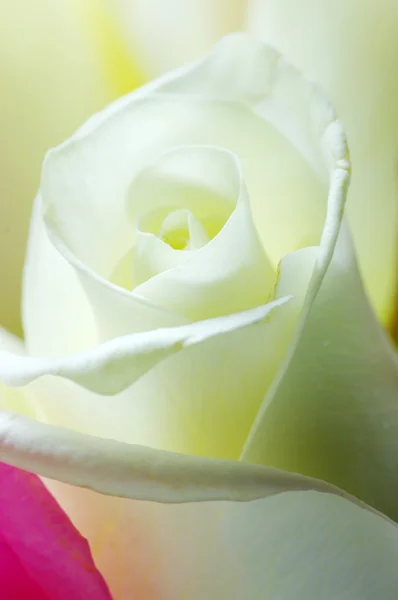 Weiße Rose aus nächster Nähe — Stockfoto
