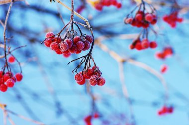 A tree blooming with Rowan berries in the fall, shallow focus clipart