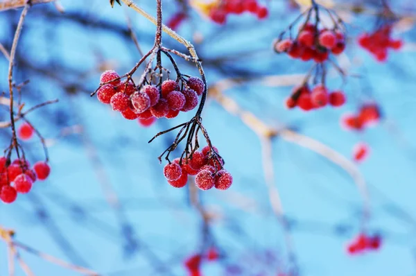 A tree blooming with Rowan berries in the fall, shallow focus