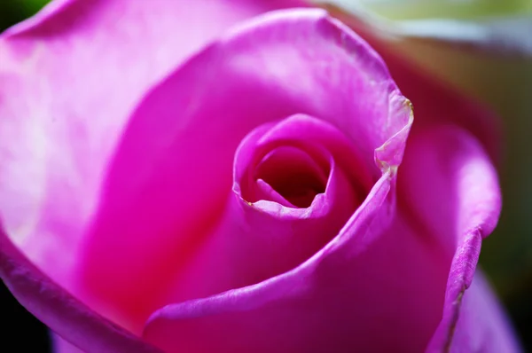 Közeli rózsaszín rózsa — Stock Fotó