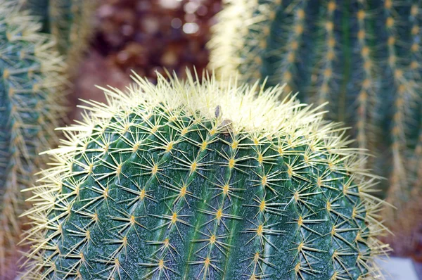 Cactus primer plano sobre el fondo del desierto — Foto de Stock