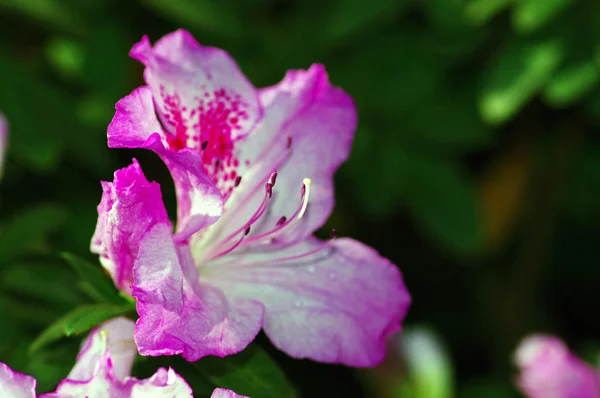 つつじの花のピンクの花のクローズ アップ. — ストック写真