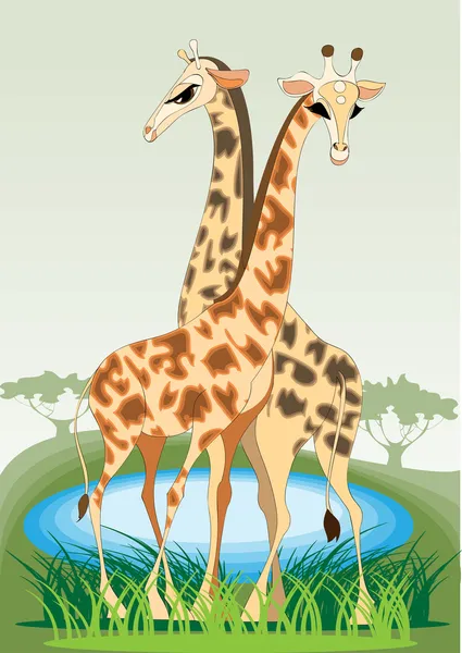 A pair of young giraffes — Stock Vector