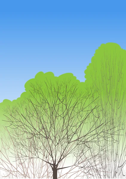 Toppar Träd Täckt Med Första Våren Bladen — Stock vektor