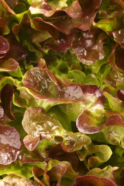 Lollo Rosso Salat — Stockfoto