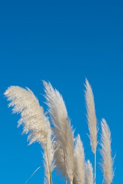 Pampas grass clipart