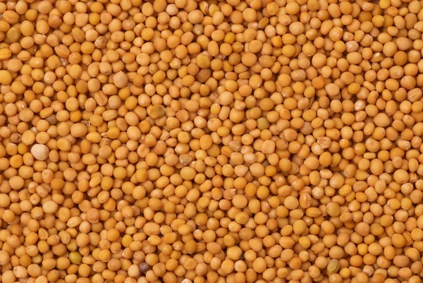 Mustard seeds — Stock Photo, Image