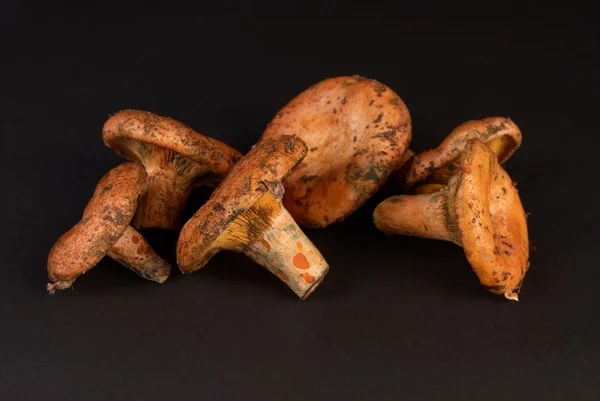 Červené borové houby — Stock fotografie