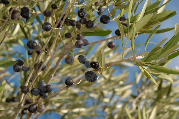Оливковые ветви — стоковое фото