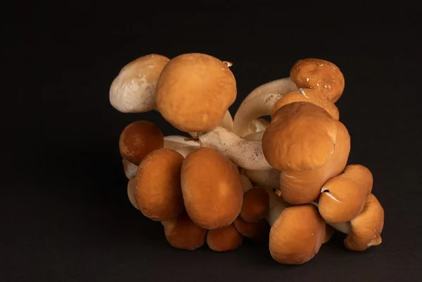 Black poplar mushroom — Stock Photo, Image