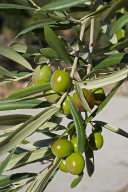 zeytin ağacı dalı