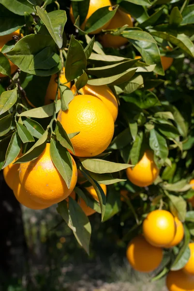 Navel jeruk — Stok Foto