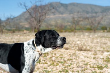 siyah-beyaz pointer av köpeği tam uyanıklığı içinde