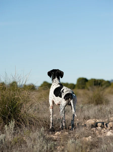 stock image Black and white pointer hunting dog in full alertness