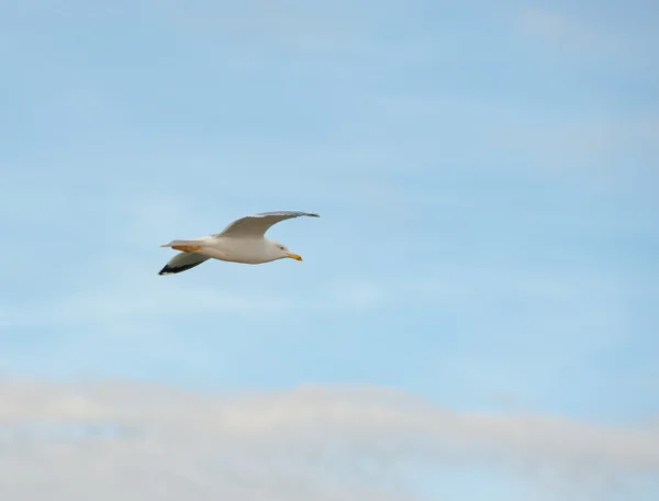 Seagull vlucht — Stockfoto