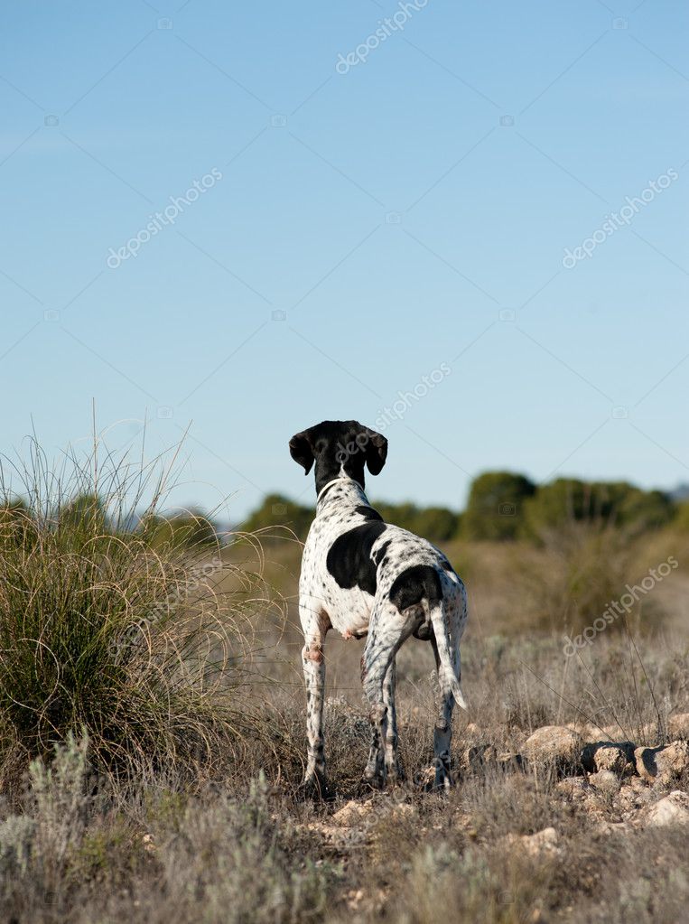 pointer hunting dog | 圖庫照片 08 olaf speier #4581242