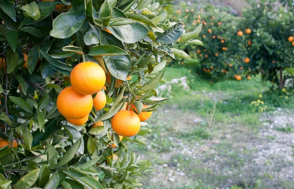 Апельсиновое Дерево Загруженное Свежими Фруктами — стоковое фото