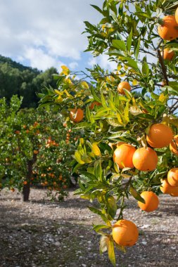 Orange tree loaded with fresh fruit ready to pick clipart