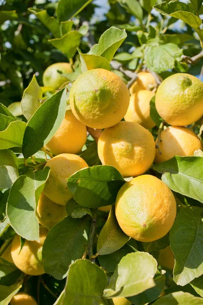 Pohon Lemon — Stok Foto