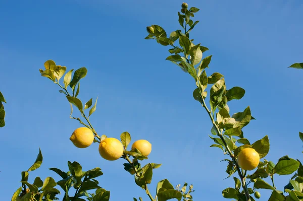 レモンの木 — ストック写真
